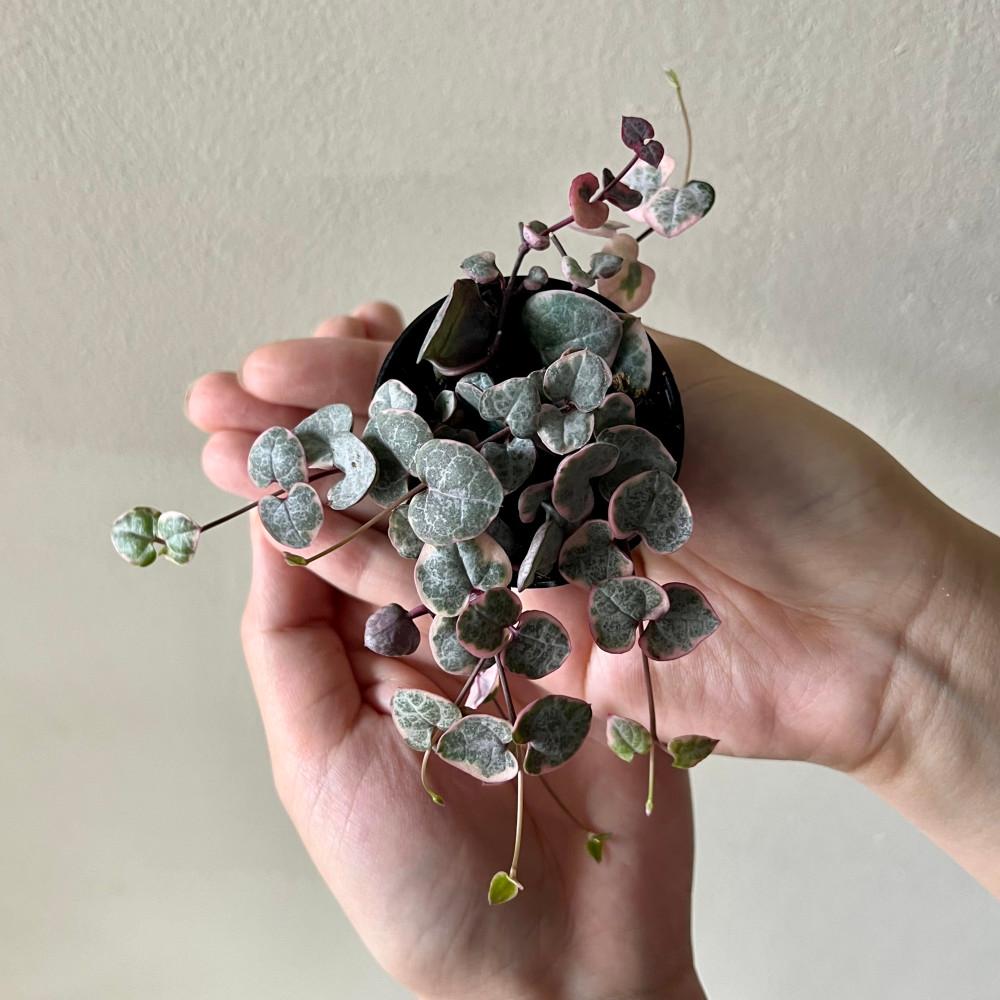 무늬 러브체인금 string of hearts