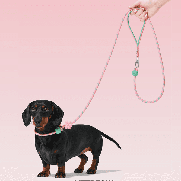 🌸 커넥트 라이트 로프 리드줄 (플라워) - 소형견