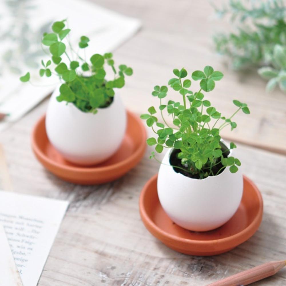 에글링-네잎클로버 씨앗 키우기 씨앗재배 선물 미니화분