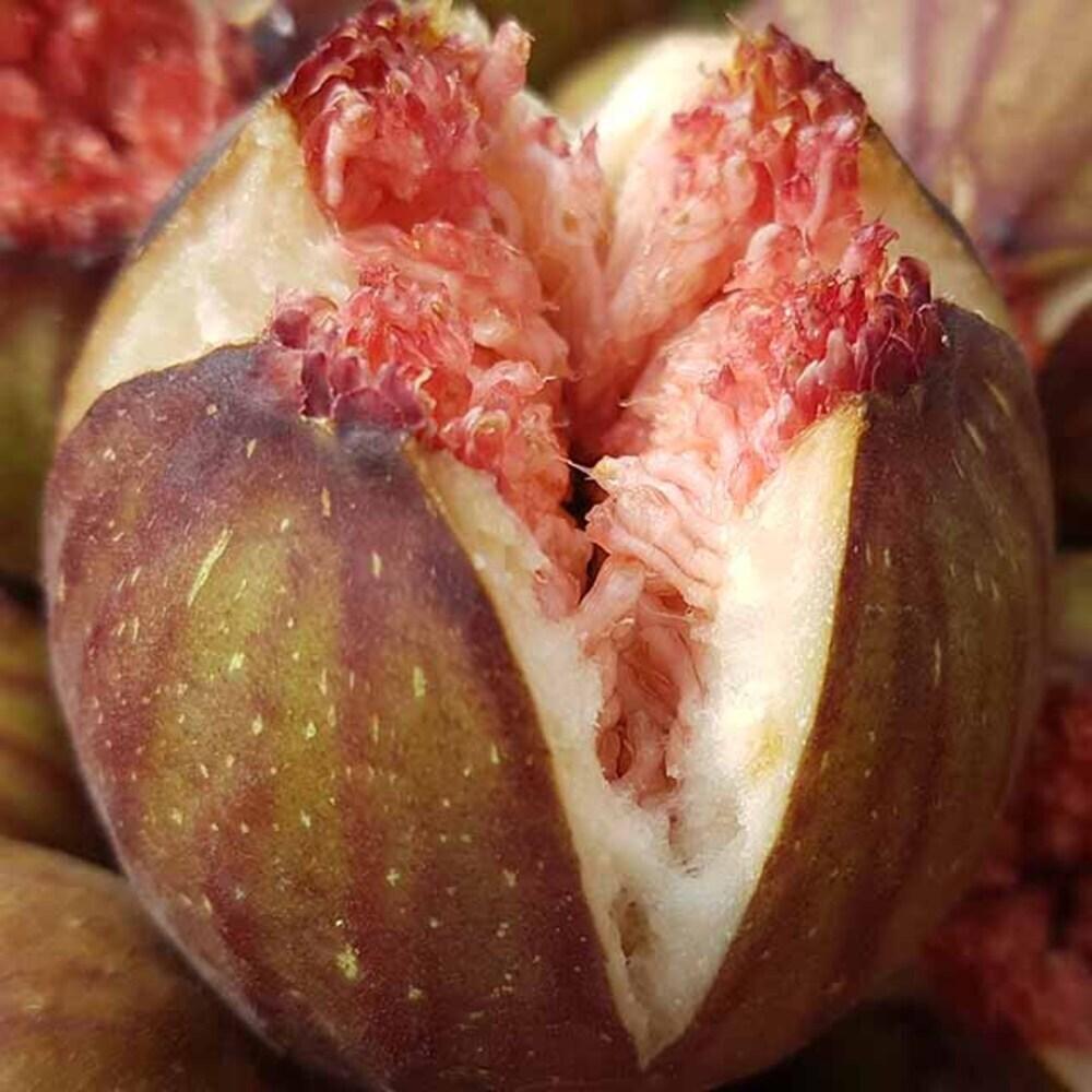 제철과일 무화과 해남 무화과 2.5kg