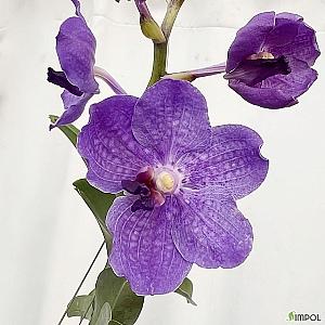 아스코센다 반다 보라꽃