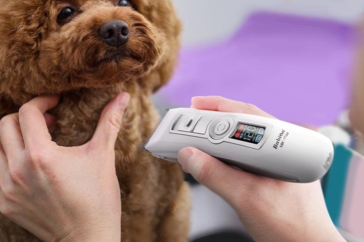 집에서 셀프미용! 멍냥이 이발기/가위 모음