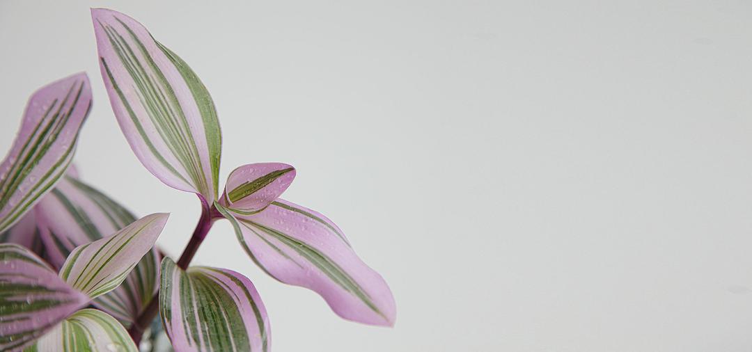 삼색달개비 청화탑