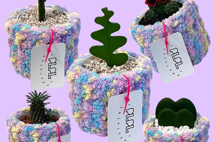 피쉬본, 괴마옥, 하트호야, 연필선인장, 만세선인장 x Sweety pot2 / 플랜테리어