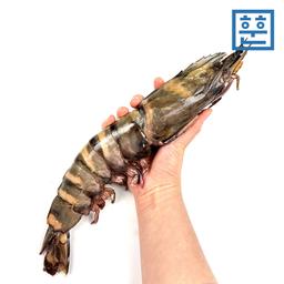 블랙타이거새우 1마리 대왕 킹타이거새우 40cm