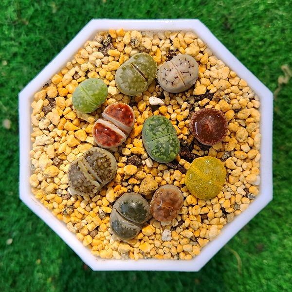 리톱스 스페셜모듬 10개(랜덤)/희귀다육 반려식물 선인장 칼큘러스 코노피튬