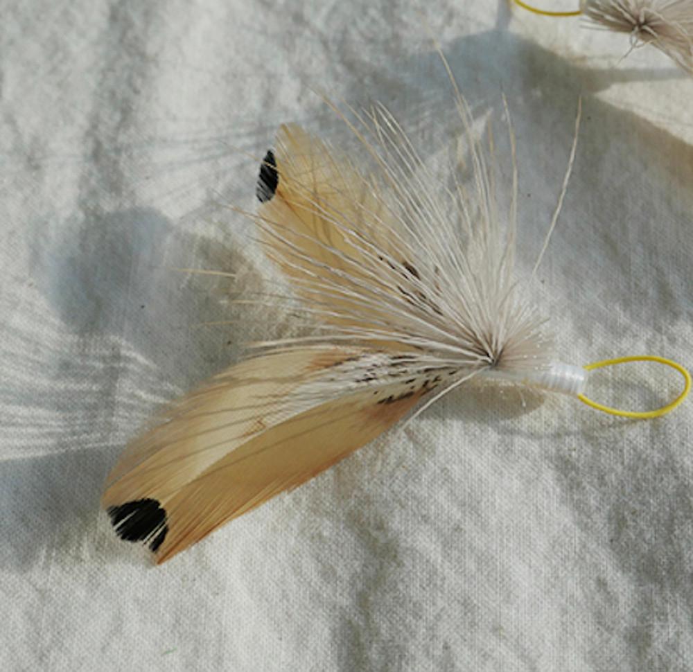 제모를 잊은 나방