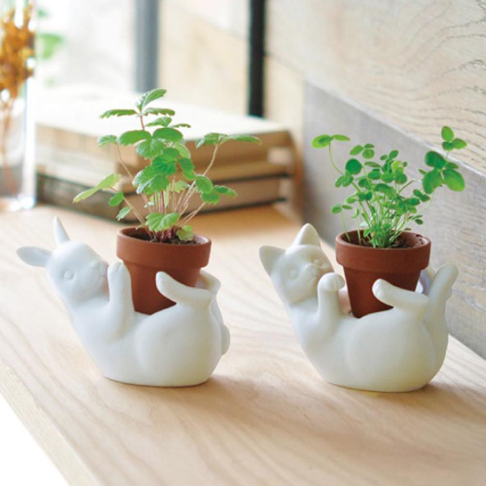 올데이숲 팟프렌즈 산딸기 세잎클로버 미니화분 키우기