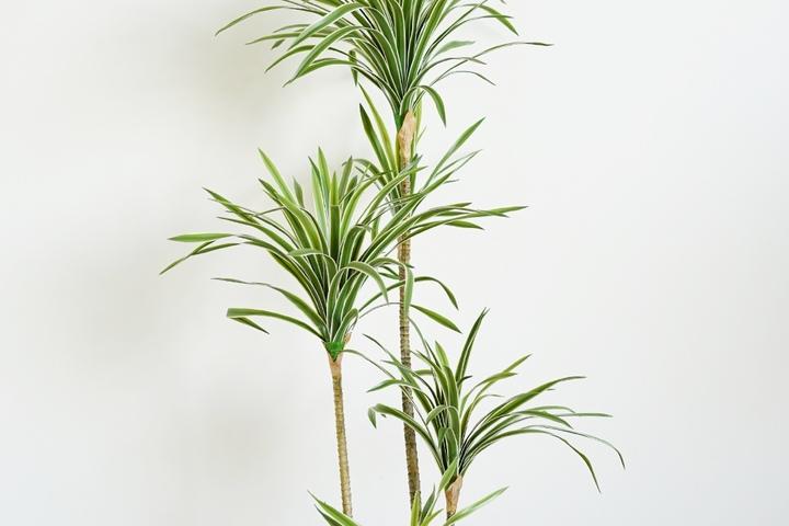 리얼리티 드라코 인조나무