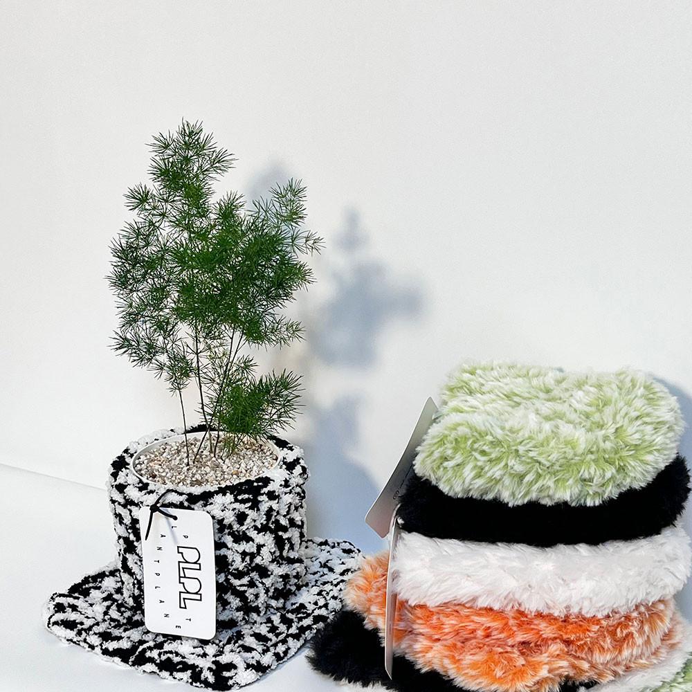 아스파라거스 미리오클라두스 x 달마시안 pot / 화분 선물 플랜테리어 키우기쉬운식물