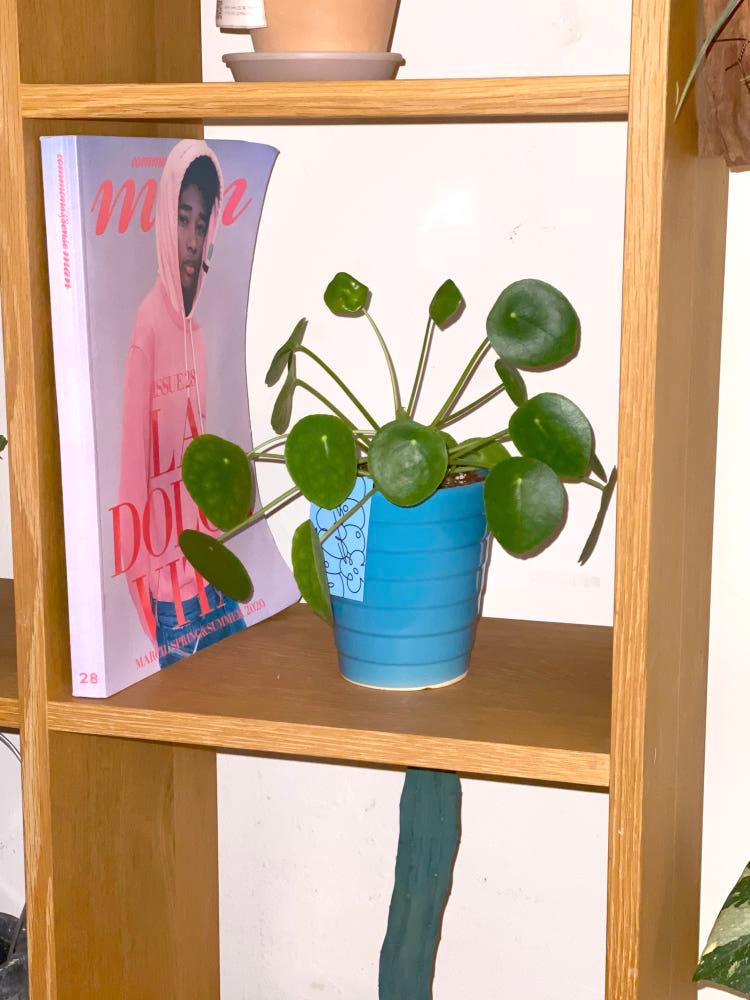 필레아페페 블루 세라믹 화분 세트