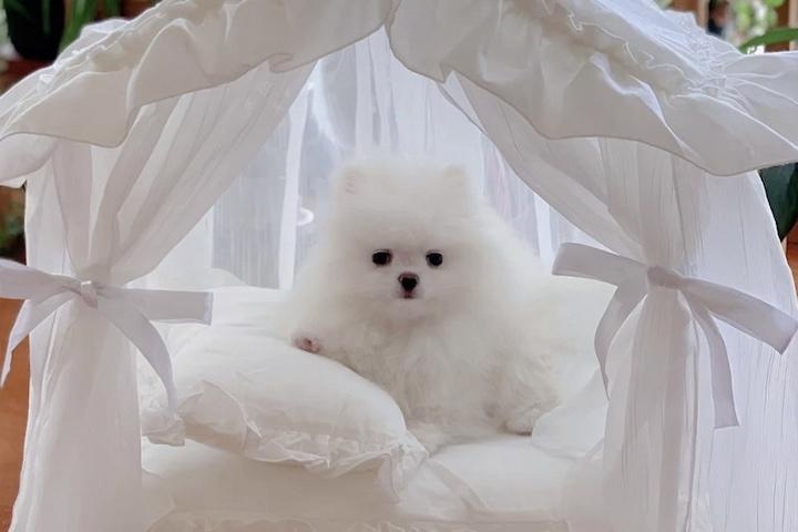 [해외] 강아지 고양이 반려동물 텐트 공주 하우스 커튼집