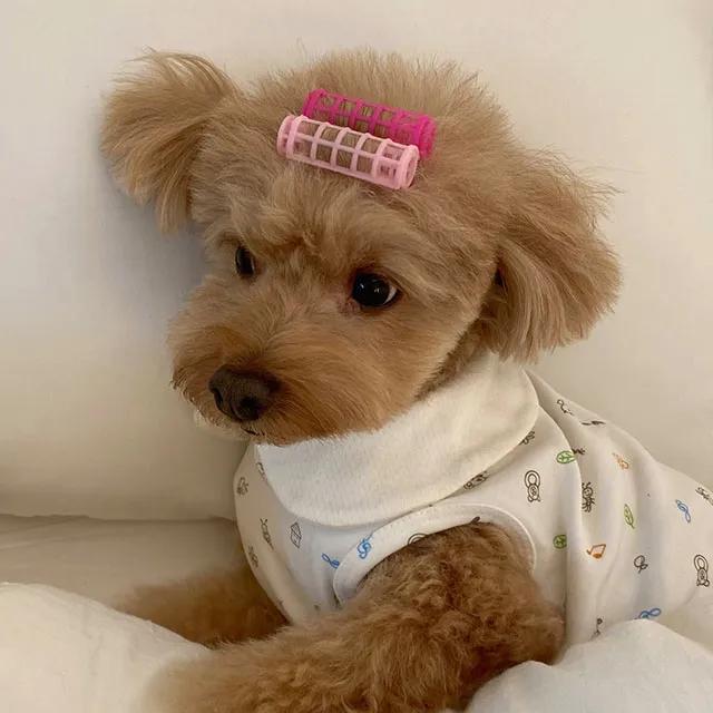 강아지 헤어악세사리 구르뽕
