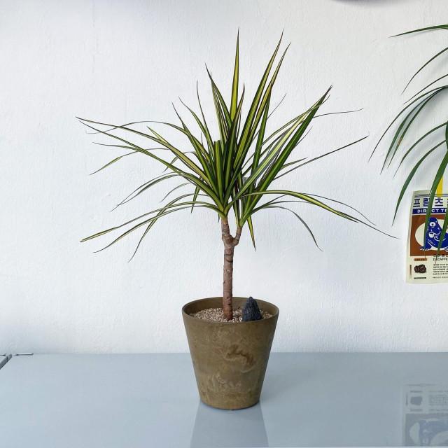 드리세나 마지나타 브라운칼라화분 포함 세트