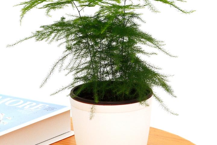 아스파라거스 소형 화이트 커버분