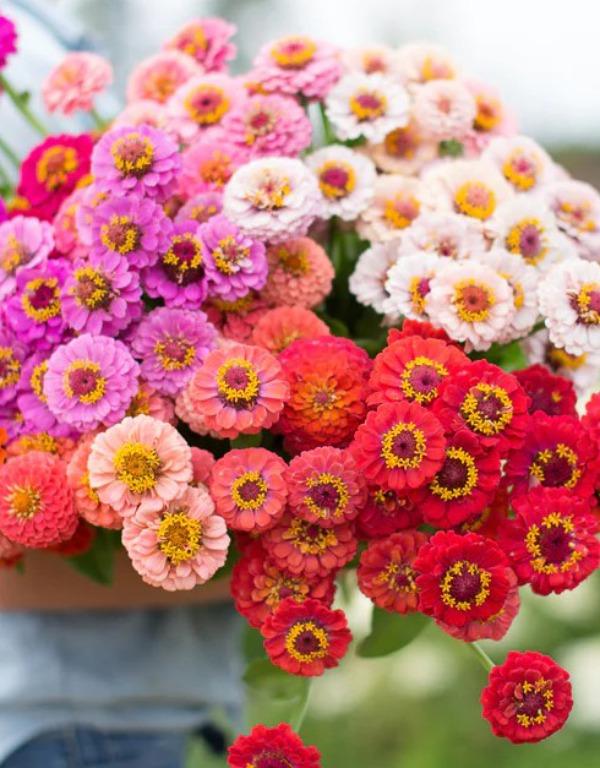 백일홍씨앗 릴리풋 혼합색상 10립