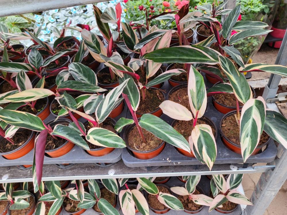 칼라데아 스트로만데 멀티칼라 10cm