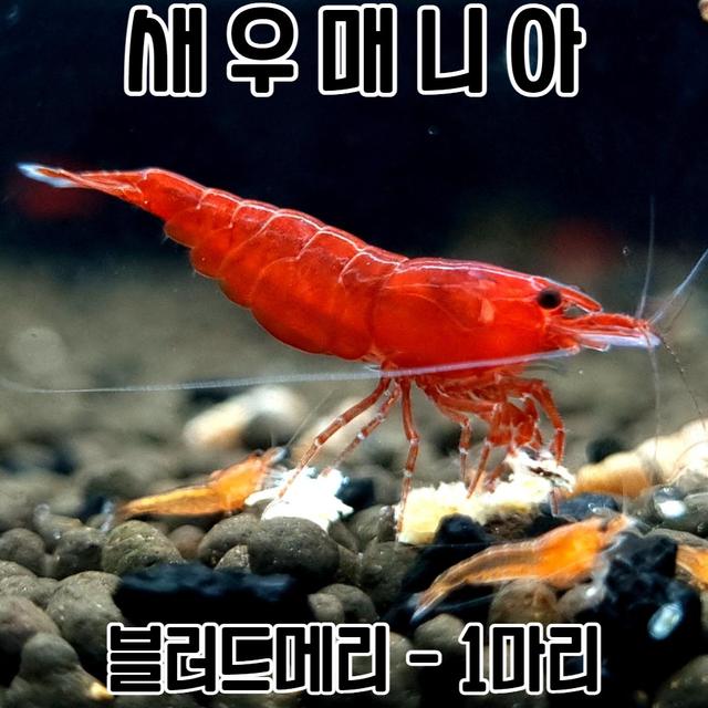 관상용새우 블러드메리 1마리 / 생이 새우키우기