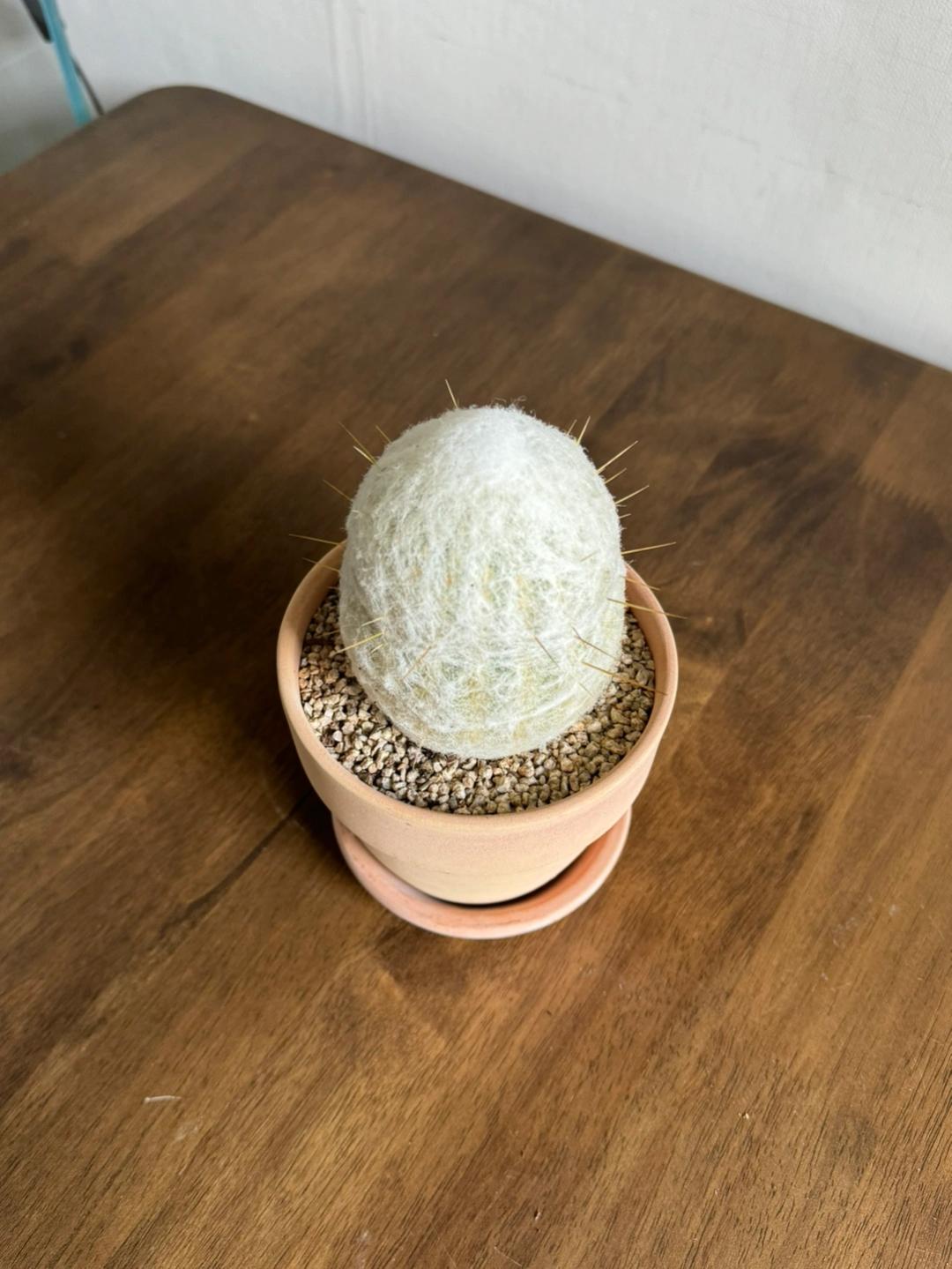 할아버지 수염 선인장 환락선인장