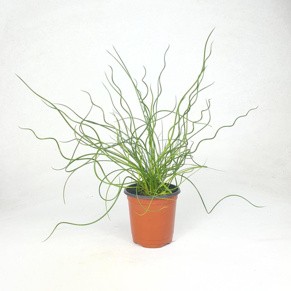 준쿠스 스프링골풀 10 공기정화식물 / OneGreenDay / 원그린데이