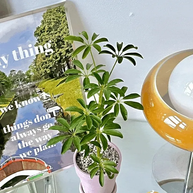 [plant] 쉐프렐라 -실내 공기정화 인테리어 플랜테리어 반려식물 거실 침실 집들이 화분 선물 생일 선물 추천