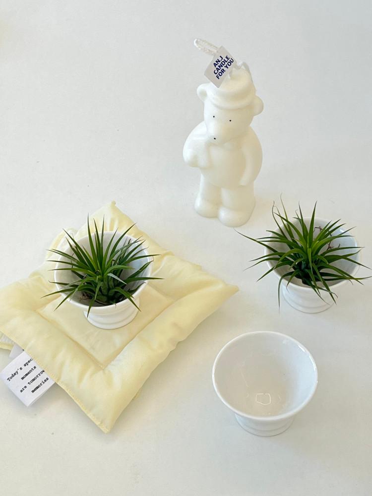 틸란드시아 이오난사 공중 뿌리없는 공기정화 식물 오브제 키우기