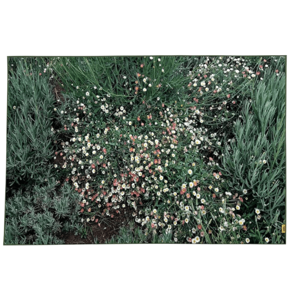 [9월 23일 순차배송]Flower garden, landscape rug