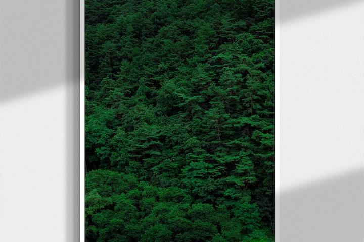 POSTERSHOP | forest