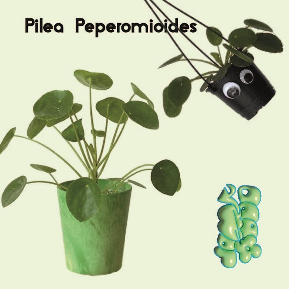 필레아페페 동글동글 인테리어 행잉플랜트 식물