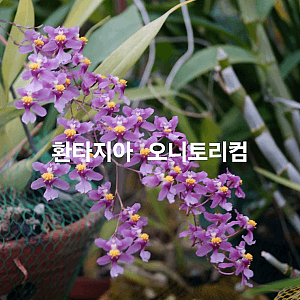 환타지아 오니토리컴  보라