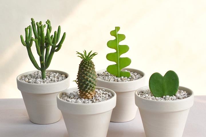 미니선인장 하트호야 피쉬본생선뼈 괴마옥 연필선인장 스투키