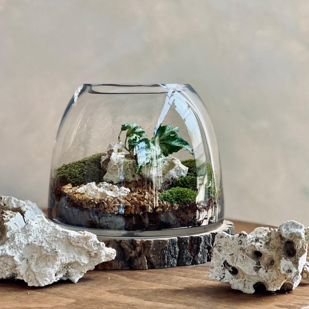 곤도르 테라리움 DIY 만들기 키트 이끼 아이비 공기정화 반려 식물 인테리어