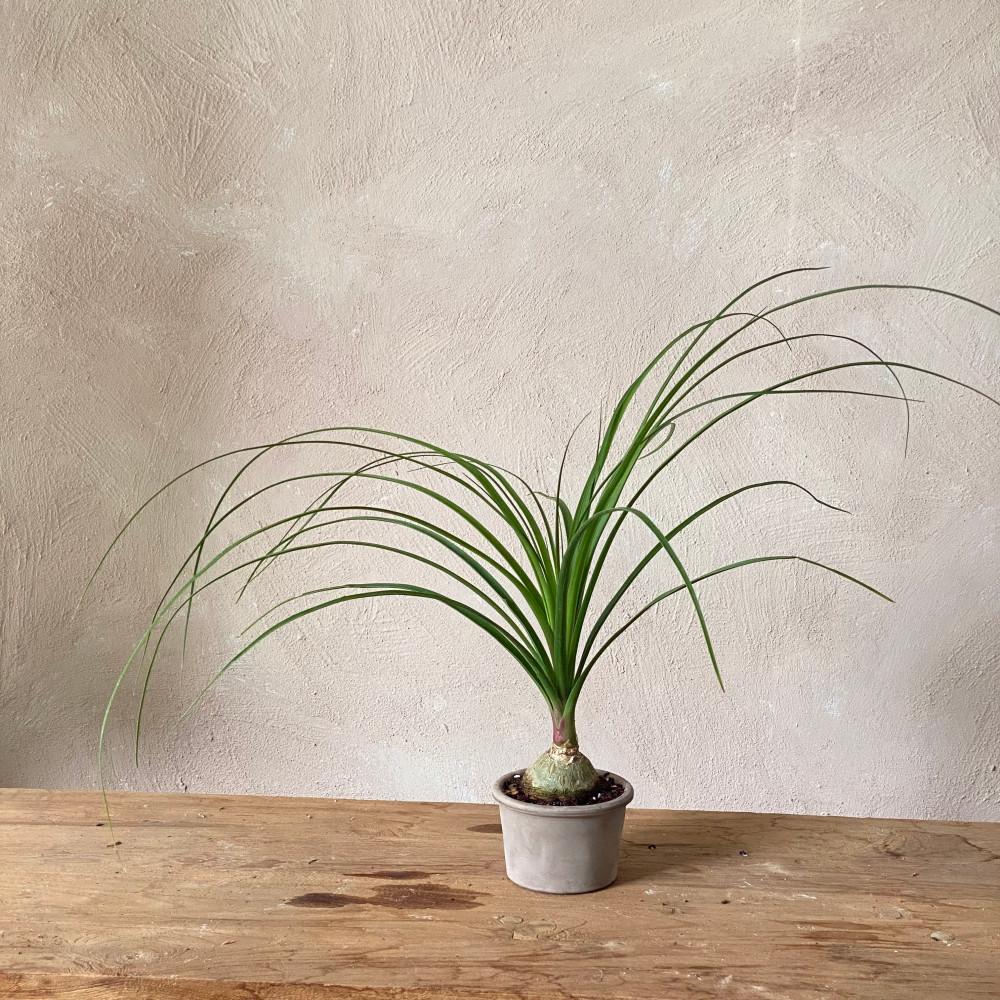 덕구리난 도쿠리난 멋스러운 인테리어식물 소품