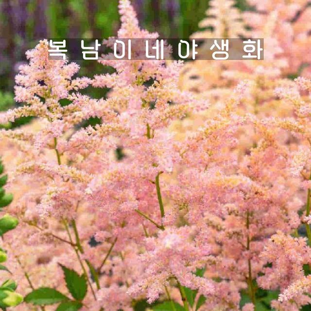 아스틸베 피치 블라썸 [1포트 복남이네야생화 모종 노루오줌 astilbe]