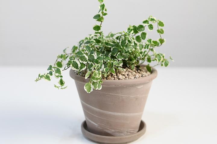 푸미라 + 이태리/독일토분 세트