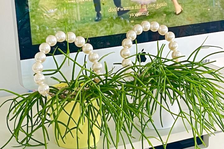 립살리스 진주핸들포함 행잉식물 (2color)