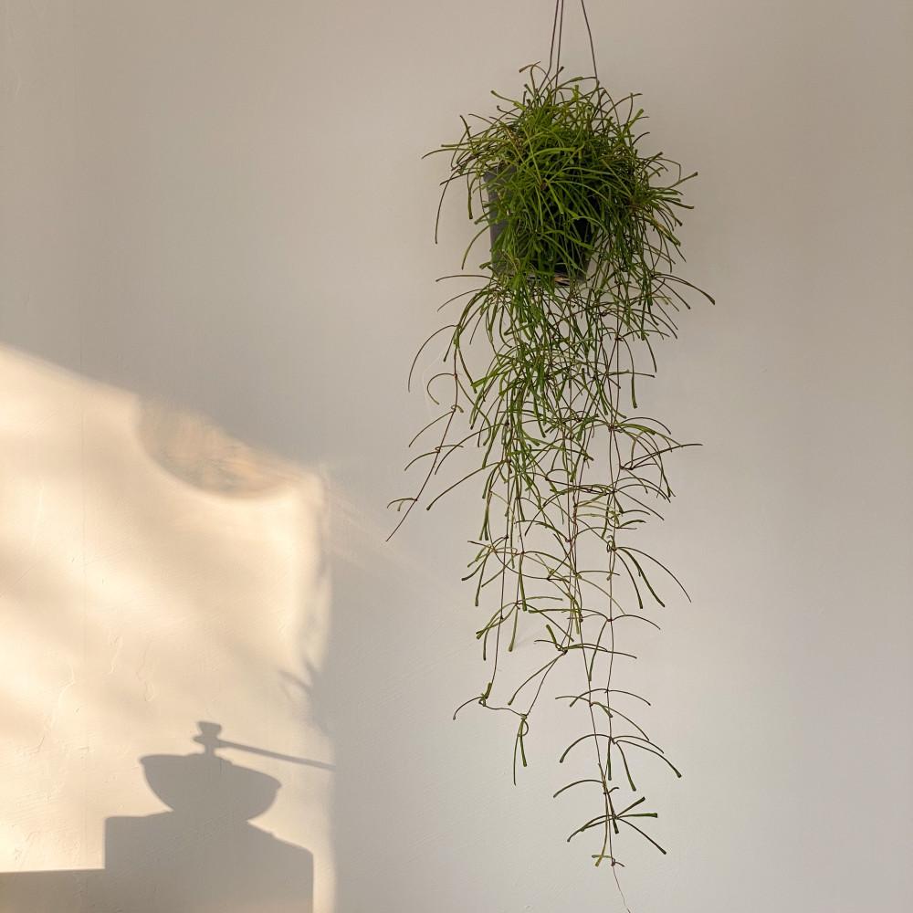 립살리스 스파이더 행잉식물