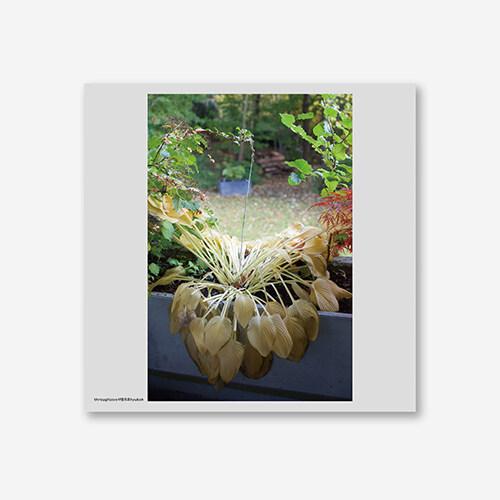 혁오 - 사랑으로 [180g Opaque White Color LP] | 혁오 (HYUKOH) 노래