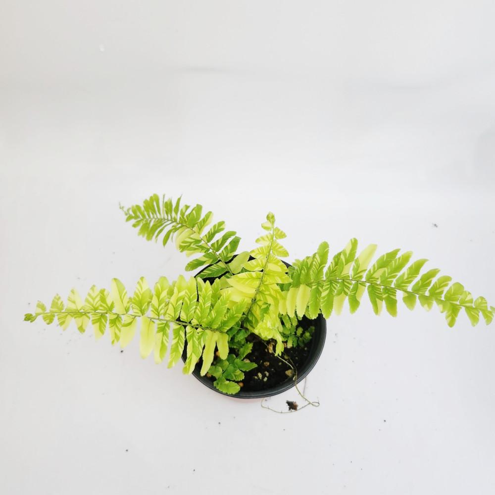 무늬보스턴고사리 10cm포트