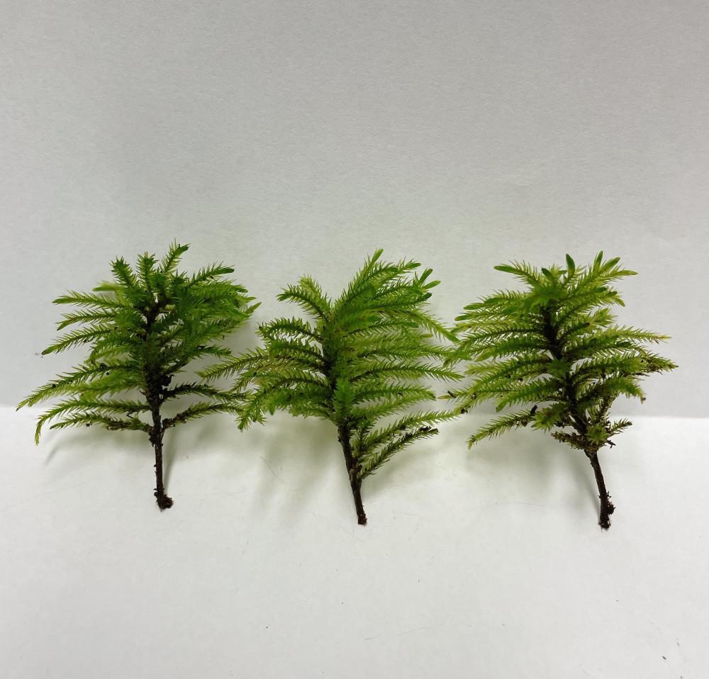 나무이끼 테라리움 비바리움 만들기 이끼 키우기