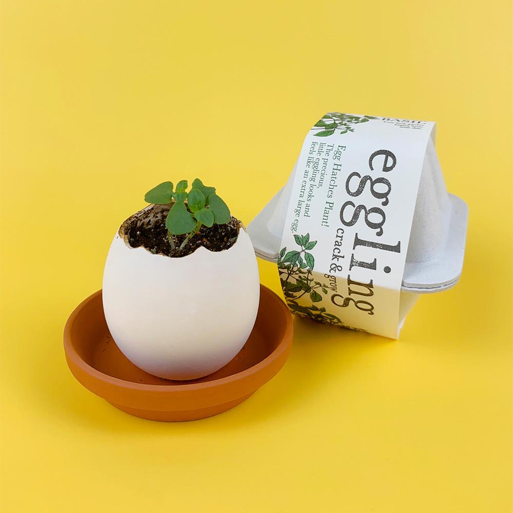 올데이숲 에글링 카네이션 미니장미 네잎클로버 키우기