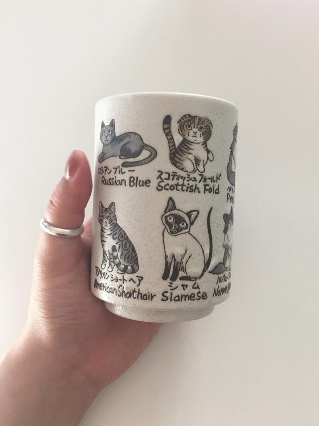 (한정수량) 오아페 캣츠 컵 cats cup