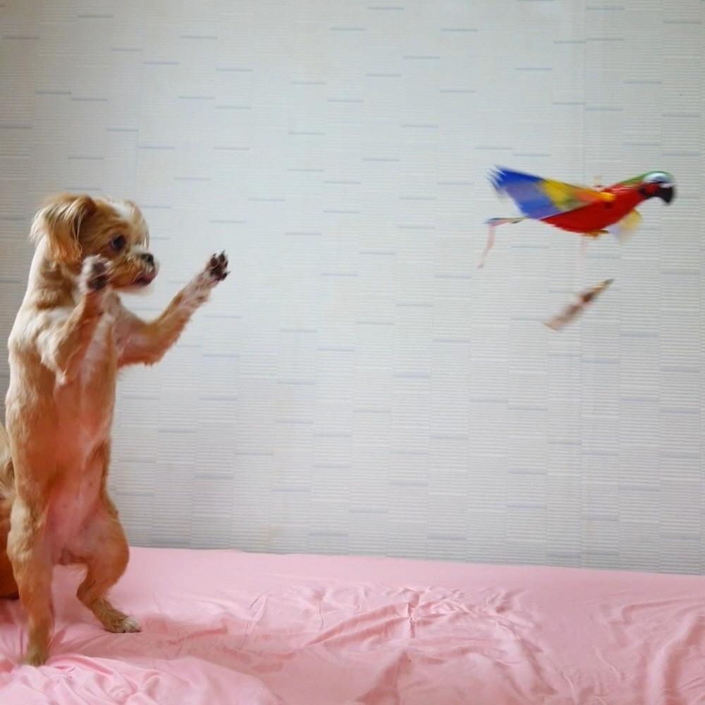 디어테일 새장난감 강아지장난감 움직이는 장난감 고양이 앵무새 날아다니는