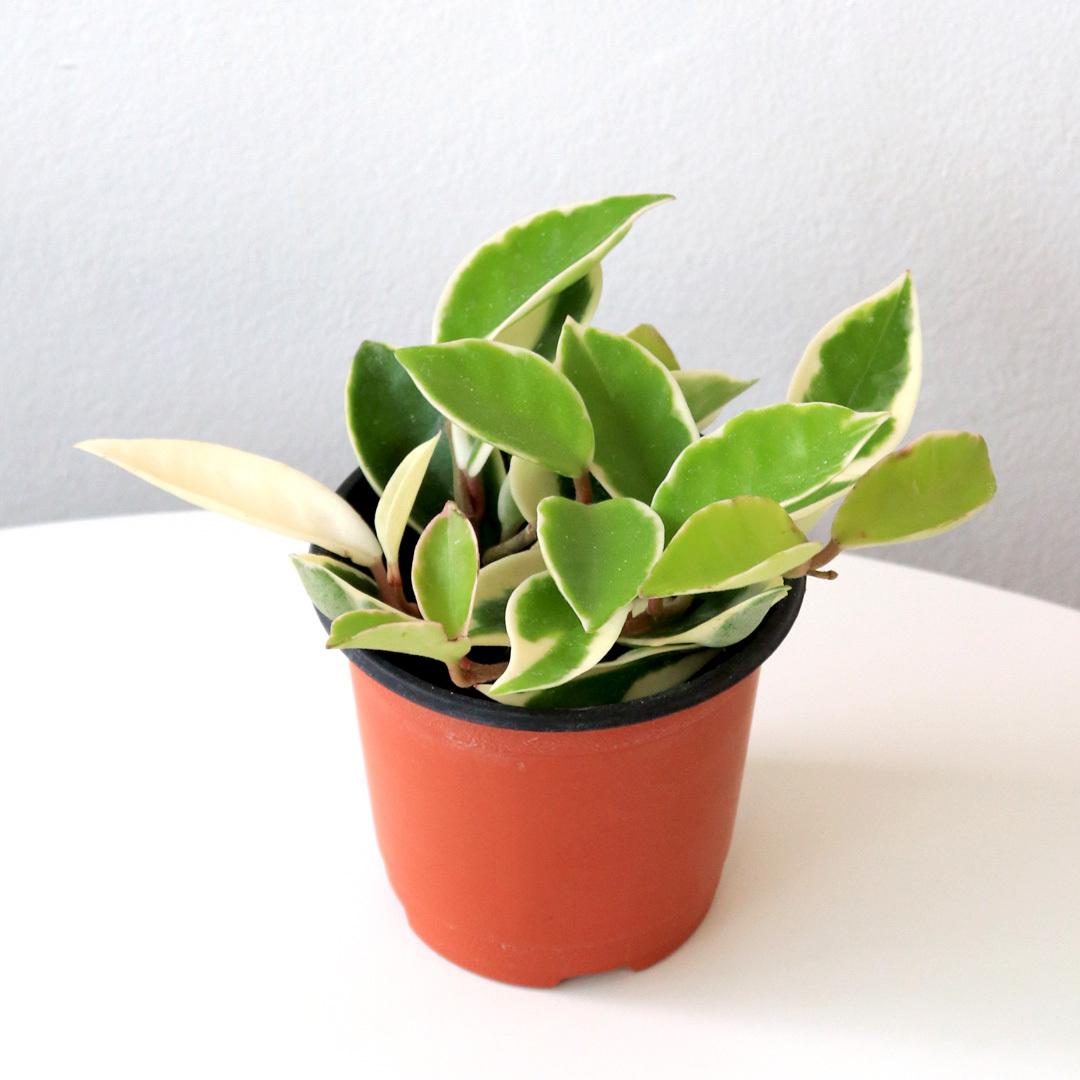 호야 공기정화식물 공중식물 행잉 넝쿨 덩굴 키우기쉬운 식물 마이플랜트