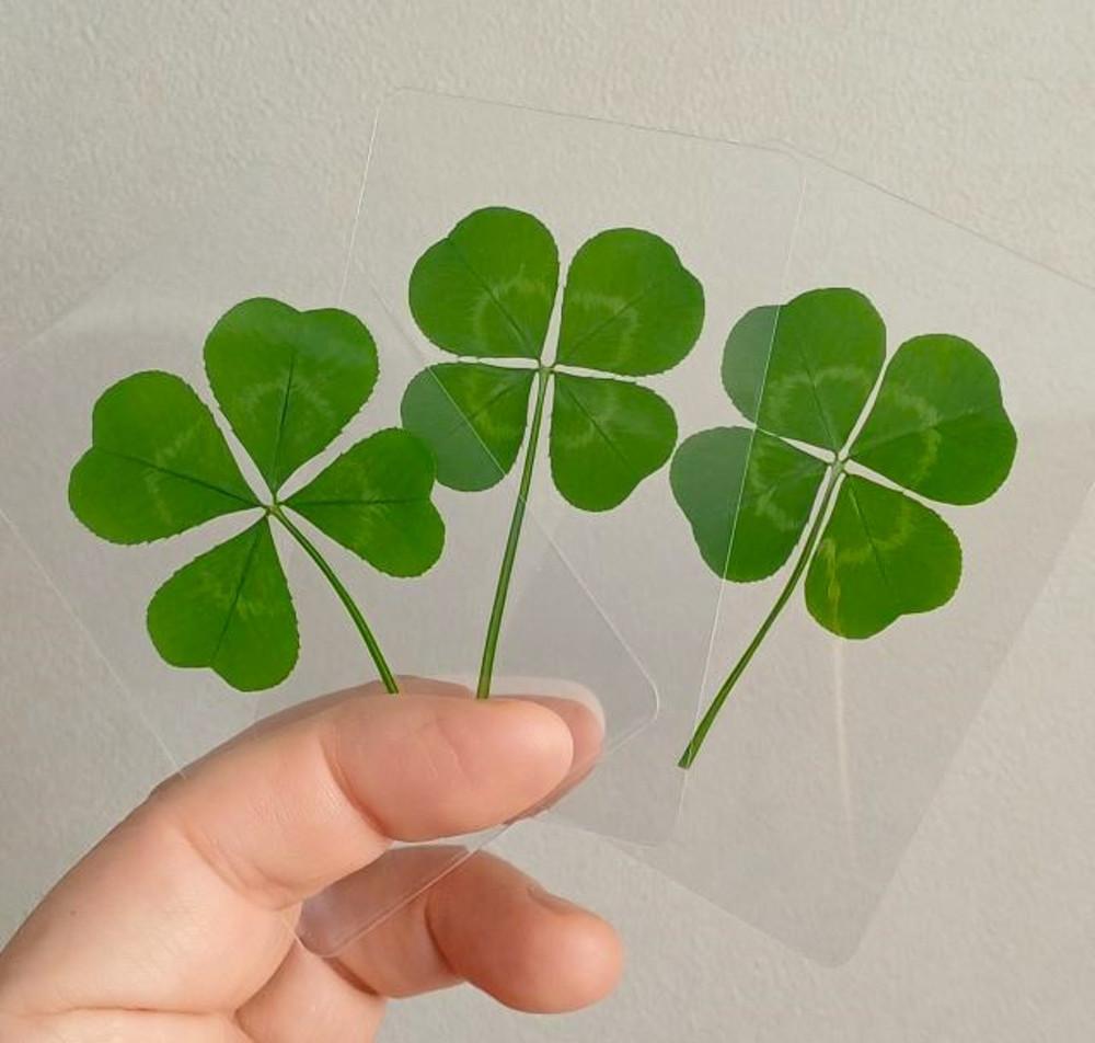 FLC 2312-1(대빵네잎클로버 코팅카드-봉투4색-네잎의 전체지름35mm이상)