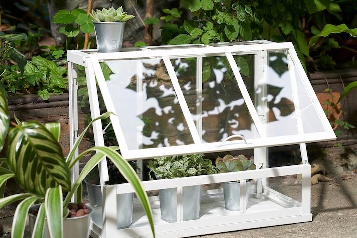 오케르베르 미니온실 31cm