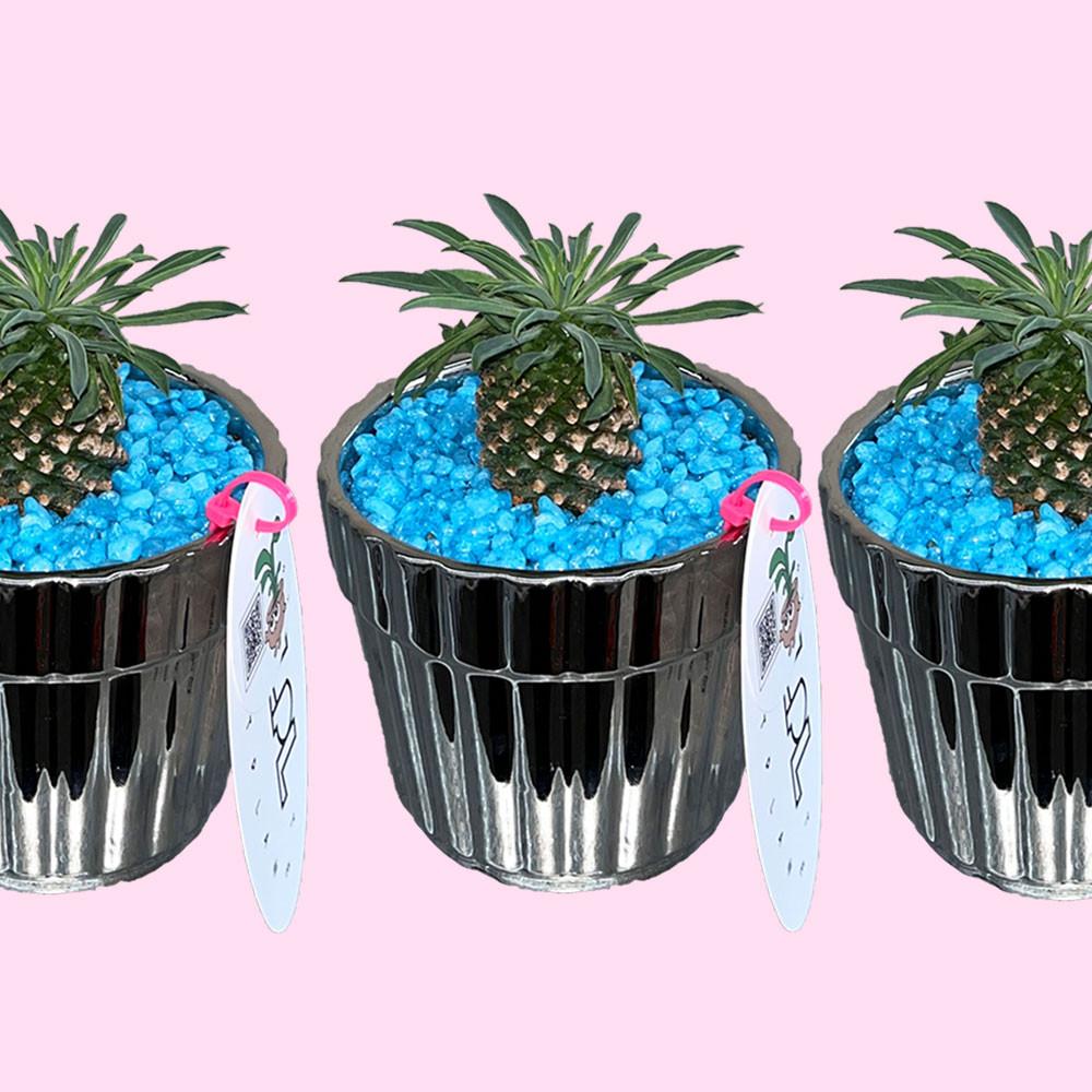 괴마옥 파인애플선인장 SILVER METAL 키우기쉬운 전자파차단식물