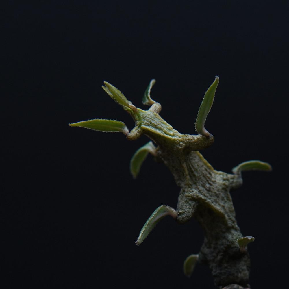 Ceropegia gikyi 세로페기아 기키이 용꼬리 흑룡 희귀다육