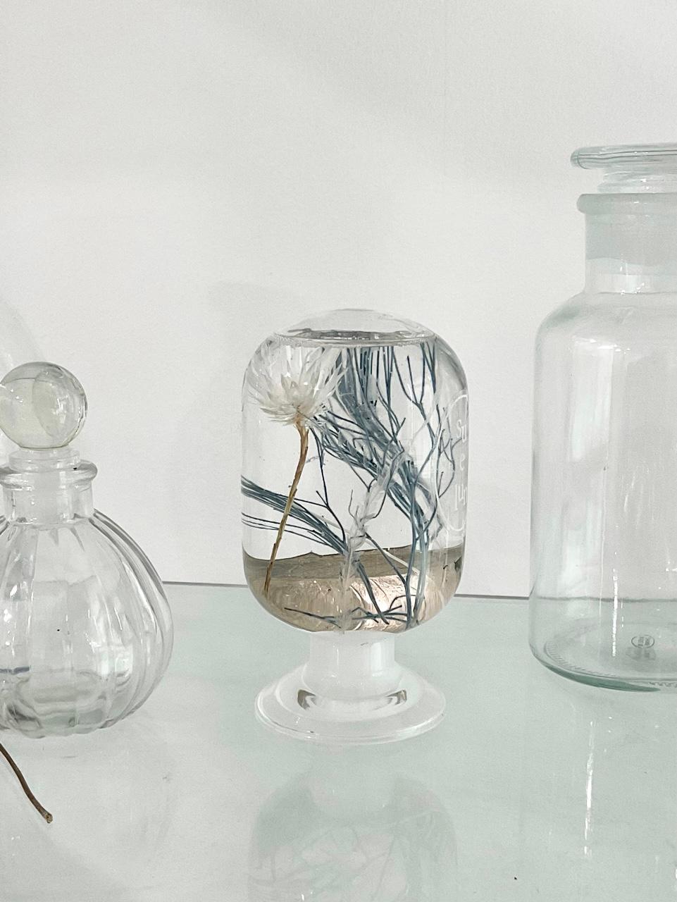 Herbarium - Blue forest