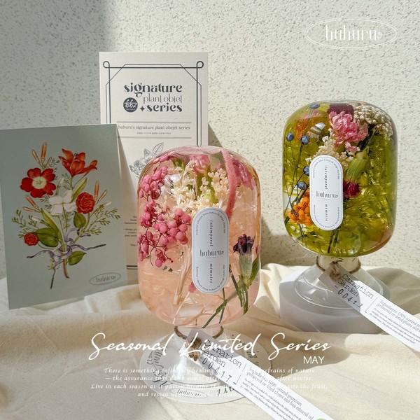 Carnation Garden 카네이션 가든